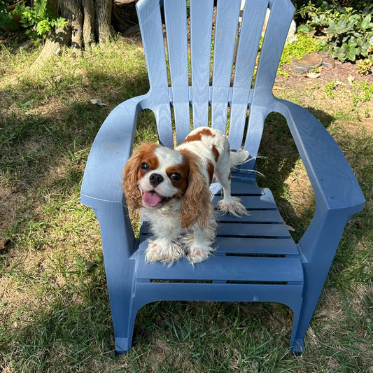 Cavalier with Safe Flea and Tick Control
