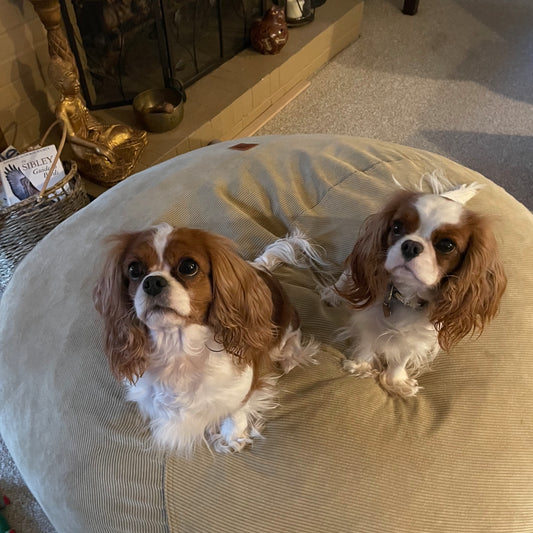 Cavaliers awaiting healthy treats