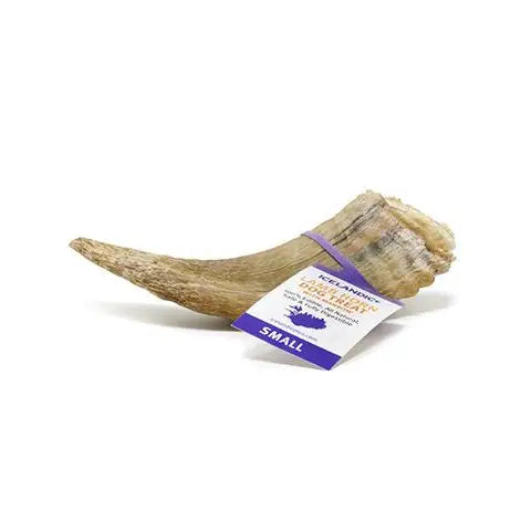 Lamb horn for clearance dogs