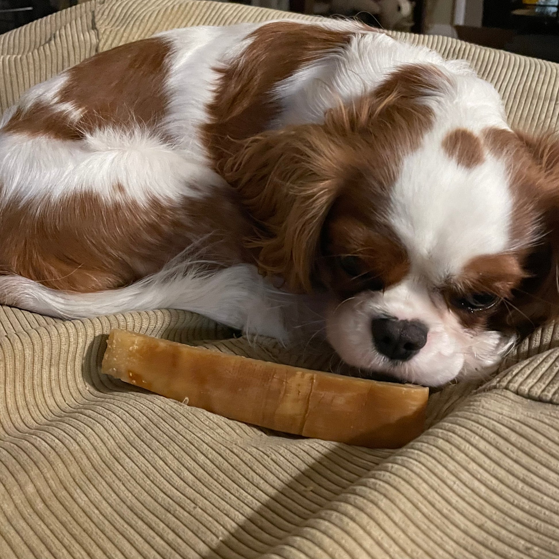 Ginger Snap with chew